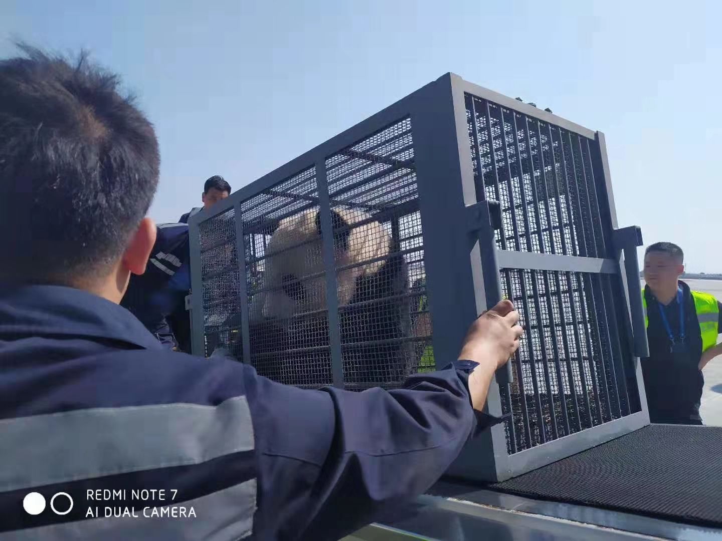 內(nèi)蒙古民航地服公司貨運部傾情保障國寶大熊貓抵呼-伊朗的空運價格