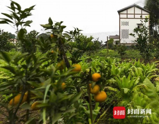 瞄準(zhǔn)國家級現(xiàn)代農(nóng)業(yè)產(chǎn)業(yè)園區(qū)資陽萬畝佛山橘海將“大變臉”