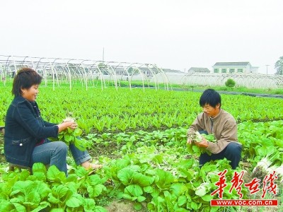 長(zhǎng)沙國(guó)際會(huì)展中心選址黃興鎮(zhèn) 污染之鄉(xiāng)轉(zhuǎn)型/圖